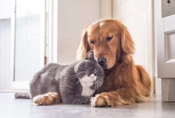 pets during a storm